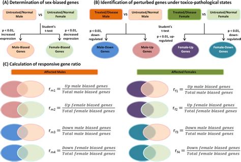 A Determination Of Sex Biased Genes Untreated Or Normal Males And