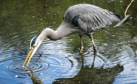 The ingredient is known to deter geese away, because they do not like to eat, nest, or even. How to Keep Herons Out of Your Koi Pond