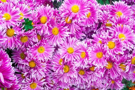 Beautiful Pink Chrysanthemum As Background Picture Chrysanthemum
