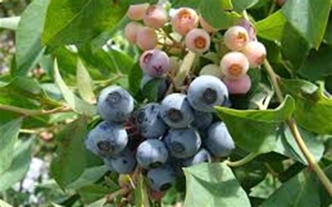 Brightwell Rabbiteye Blueberry 1 Gallon Shrub Fruit Blueberry