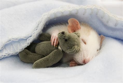 Mouse Cute Photos Pictures Funny And Cute Animals