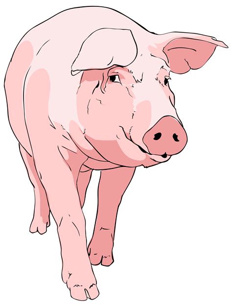 Pig Clipart Watercolor Pig Watercolor Transparent Free For Download On
