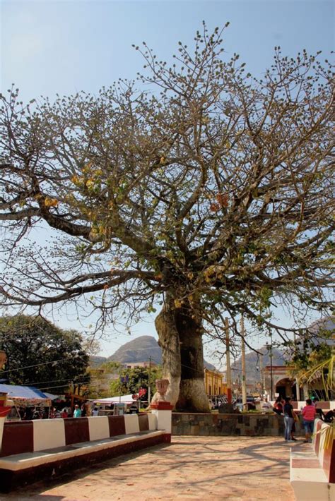 Maybe you would like to learn more about one of these? LA CEIBA DE TLAYACAPAN | Tamoanchan México