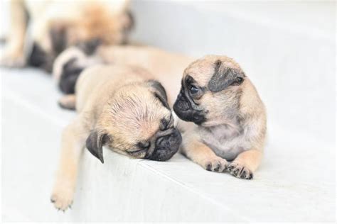 Look at pictures of pug puppies who need a home. How Much Does a Pug Cost? Puppy Prices and Expenses