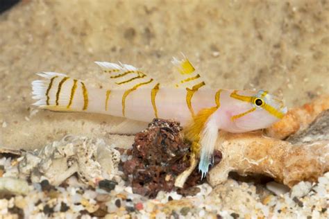 Nine New Species Of Goby Fish Are Discovered Cura Ao Chronicle