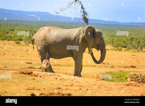 Side View Of African Elephant Cooling Down By Spraying Mud On Himself At Addo Elephant National