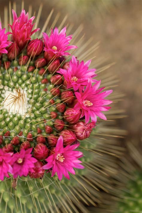 Pink Cactus Flower In Full Bloom By Zepperwing