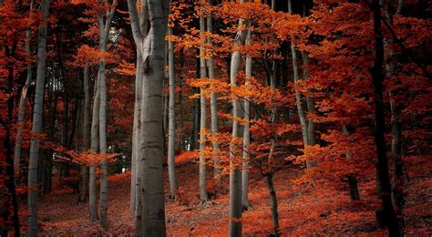 742929 Forests Autumn Trees Rare Gallery Hd Wallpapers
