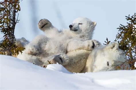 Hd Wallpaper Winter Snow Stay Sleep Bear Chill Polar Bears