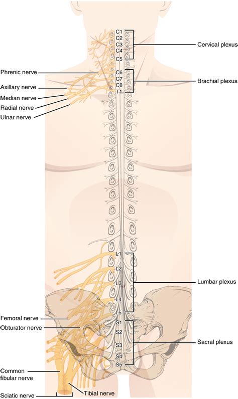 Fights off diseases, consists of leukocytes, tonsils, adenoids, thymus, and spleen. 13.4 The Peripheral Nervous System - Anatomy and Physiology