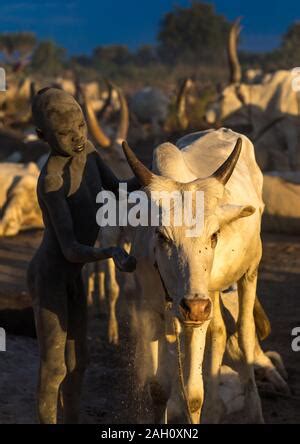Mundari Stamm junge kümmert sich um langen Hörner Kühe in einem