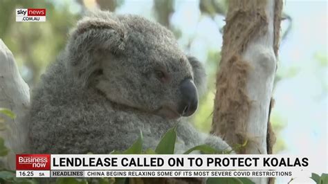 Koalas Are At The Subject Of A Potential 11 Million Share Sale Sky