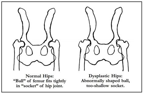 Helping Dogs With Hip Dysplasia Whole Dog Journal