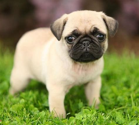 6 months old cute pug puppies available, 4months, 12 months and more. There's always room for a 3rd pug in my life. | Cute pug ...