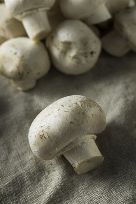 Raw Organic White Button Mushrooms Stock Photo Image Of Fungus Food