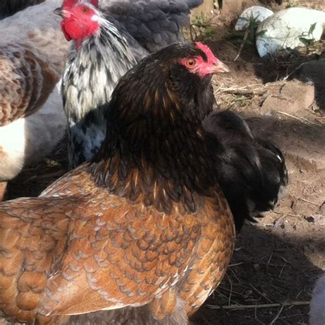 Easter Eggers What Breeds Do You Prefer To Cross Your Ameraucanas With Page Backyard
