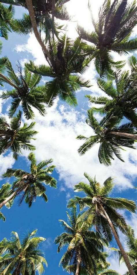 Palm Trees Aesthetic Kampion