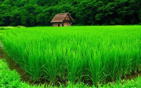 4k Nature Green Wallpapers Top Free 4k Nature Green Backgrounds