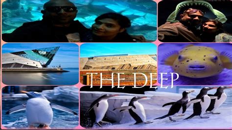 The Deep Hull The Deep Aquarium Hulluk Penguins In The Deep