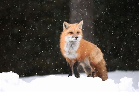 Red Fox Standing In Falling Snow In Algonquin Provincial Park Ontario