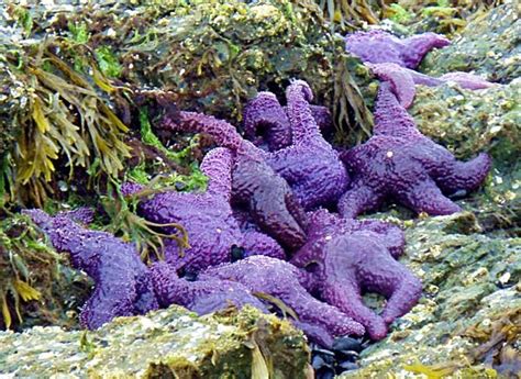 Pics Of Starfish On The Purpleness Of Starfish Desktop Images Images