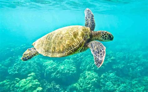 20 Animales Del Mar Que Son Realmente Asombrosos Vidaverde