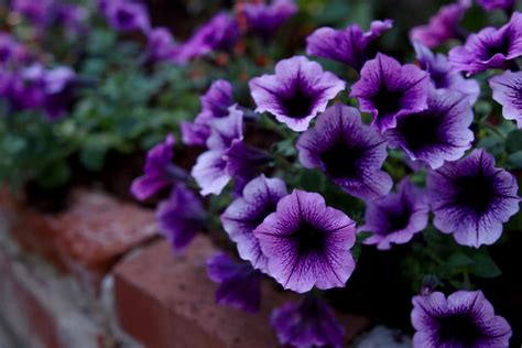 The Easiest Annuals To Plant For Color All Summer Long Hgtv