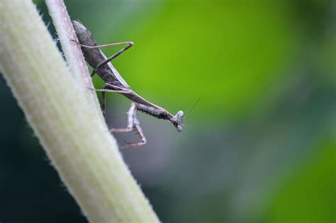 Insects Mantis Mante Religieuse Nature Macro Closeup Zoom