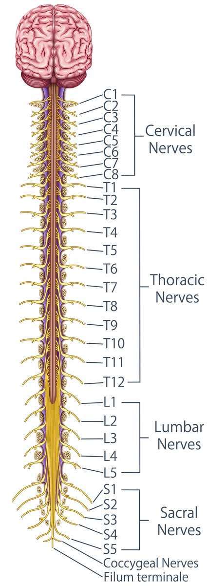 Radiculopathy Pinched Nerve Treatments In Miami Mnc