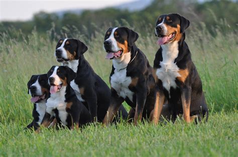Greater Swiss Mountain Dog Vs Bernese Which Is The Ultimate Companion