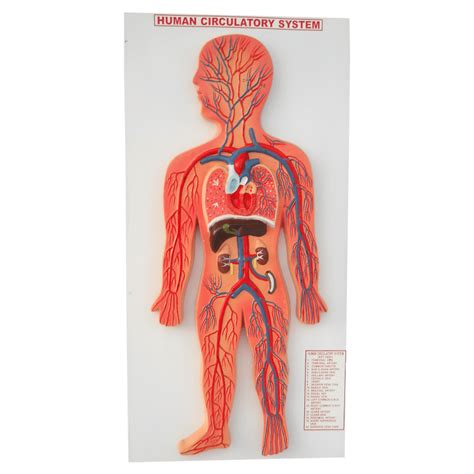 Human Arteries Model