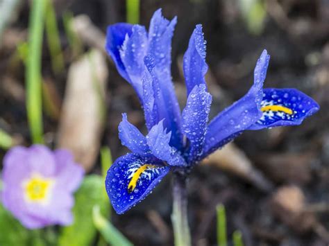 How To Grow The Winter Flowering Iris Saga