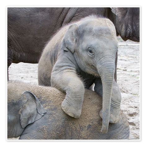 Cute Elephant Baby Print By Editors Choice Posterlounge