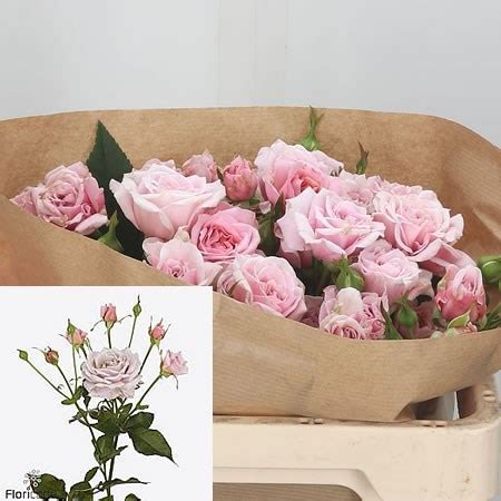 Rose Spray Pink Essence Cm Wholesale Dutch Flowers Florist