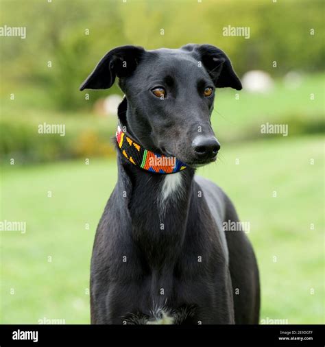 Black Lurcher High Resolution Stock Photography And Images Alamy