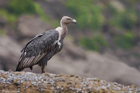 White Rumped Vulture The White Rumped Vulture Gyps Bengal Flickr