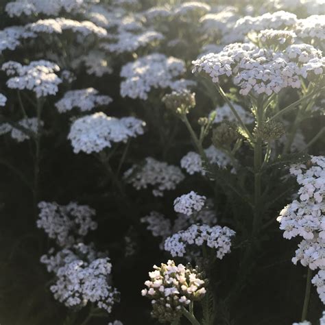 New Vintage White Yarrow Yarrow Perennial Plants Healthy Plants