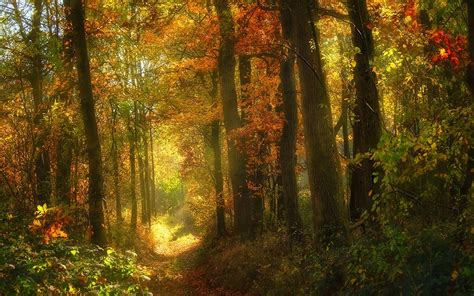 Wallpaper 1500x938 Px Fall Forest Landscape Leaves Nature Path