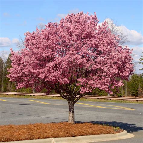 Okame Cherry Trees For Sale