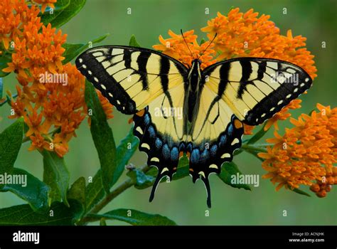 Eastern Tiger Swallowtail Butterfly Papilio Glaucus On Butterfly Weed