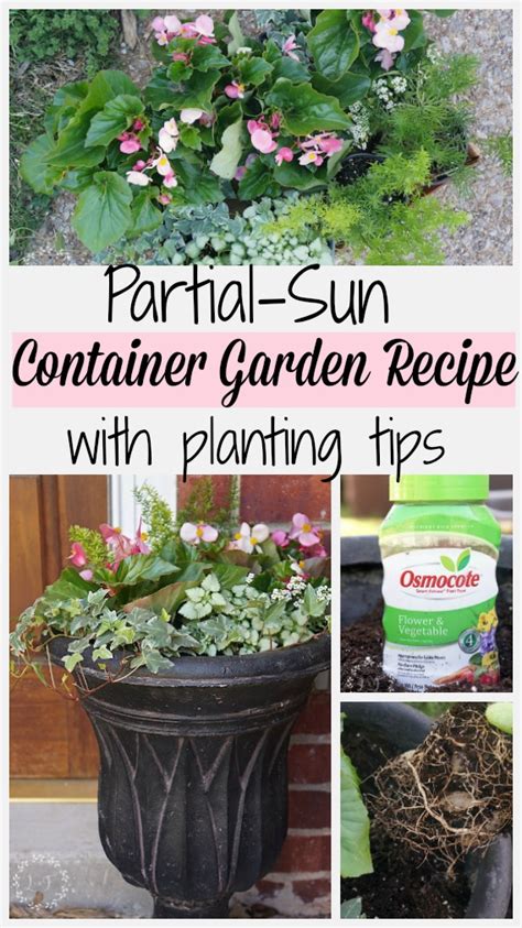 6 Step Recipe For Partial Sun Container Garden Plus
