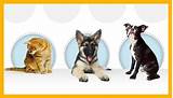 Aarp Pet Insurance Images
