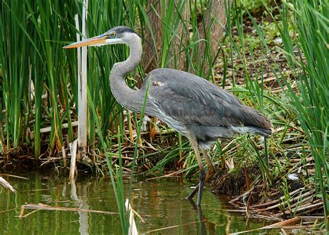 Check spelling or type a new query. Hinterland Who's Who - Great Blue Heron