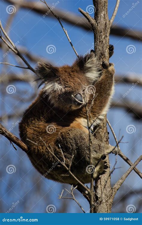 Lovely Koala Stock Photo Image Of Fauna Road Procyonidae 59971058