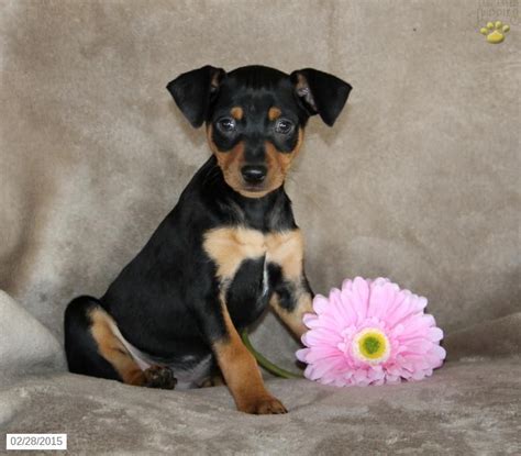 Curious Miniature Pinscher Puppy For Sale In Christiana Pa