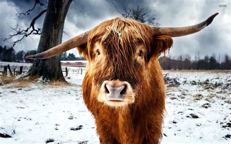 Scottish Wallpaper Highland Cattle Scottish Highland Cow Highland