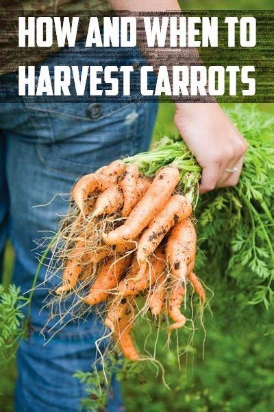 When growing turnips, it is best to sow seed directly into the ground. How and When to harvest carrots #Organic_Gardening (My ...