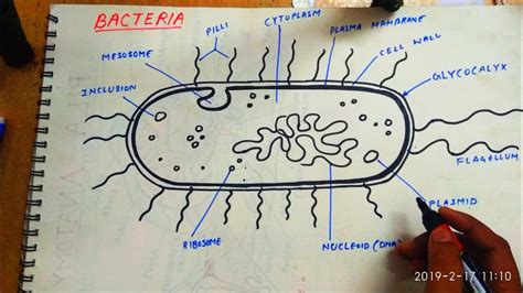 How To Draw Bacteriaeasy Outline Diagram Youtube