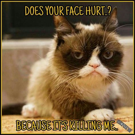 Another Grumpy Cat Meme By The Other Grumpy Kat 2017 Does