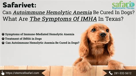 Holistic Treatment For Autoimmune Hemolytic Anemia In Dogs 58 Off